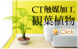 CT触媒加工観葉植物