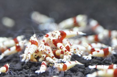 画像1: 【国内有名ブリーダー】レッドビーシュリンプ　日の丸　美グレード A（5匹／15mm前後）死着補償サービス＋１匹　エビ　蝦　アクアリウム　水草　熱帯魚　shrimp aquarium water plants