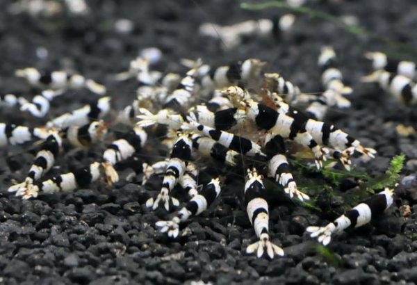 画像1: 黒ビーシュリンプ　ハイグレード（１０匹/１４mm前後）　エビ　蝦　アクアリウム　水草　熱帯魚　shrimp aquarium water plants (1)