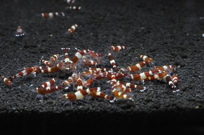 画像1: レッドシャドーシュリンプ （10匹／16mm前後）死着補償サービス＋１匹　エビ　蝦　アクアリウム　水草　熱帯魚　shrimp aquarium water plants