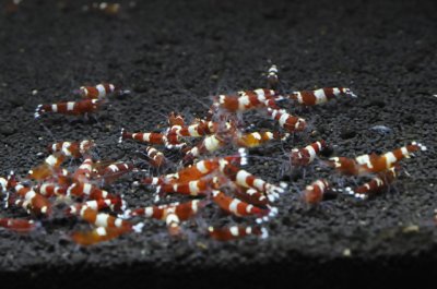 画像2: レッドシャドーシュリンプ  （1匹／16mm前後）エビ　蝦　アクアリウム　水草　熱帯魚　shrimp aquarium water plants