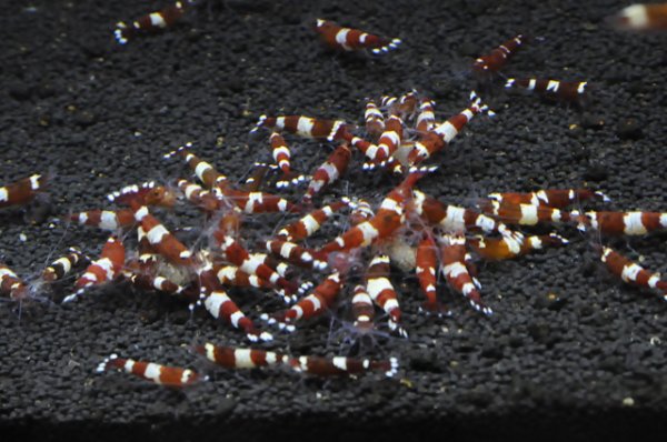 画像1: レッドシャドーシュリンプ  （1匹／16mm前後）エビ　蝦　アクアリウム　水草　熱帯魚　shrimp aquarium water plants (1)