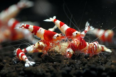 画像1: レッドビーシュリンプ　ミドルグレード（10匹／16mm前後）死着補償サービス＋２匹　エビ　蝦　アクアリウム　水草　熱帯魚　shrimp aquarium water plants