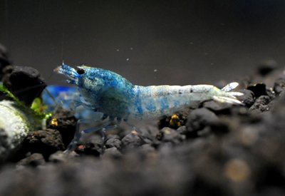 画像2: ターコイズシャドーシュリンプ（１０匹／１２mm前後）　死着補償サービス＋１匹 エビ　蝦　アクアリウム　水草　熱帯魚　shrimp aquarium water plants