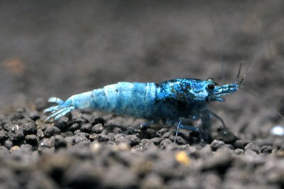 画像3: 【今週のおすすめ】ターコイズシャドーシュリンプ（10匹／15mm前後）