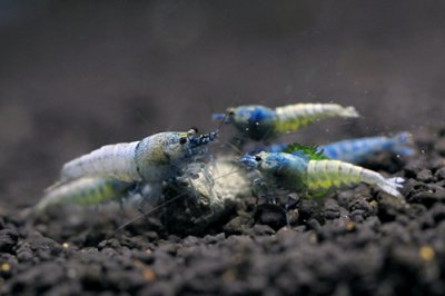 画像1: ターコイズシャドーシュリンプ（１０匹／１２mm前後）　死着補償サービス＋１匹 エビ　蝦　アクアリウム　水草　熱帯魚　shrimp aquarium water plants