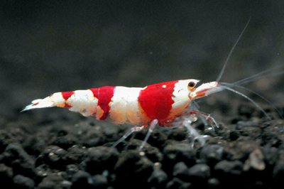 画像2: レッドビーシュリンプ　ミドルグレード（10匹／16mm前後）死着補償サービス＋２匹　エビ　蝦　アクアリウム　水草　熱帯魚　shrimp aquarium water plants