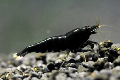 画像1: ブラックシャドーシュリンプ（5匹／15mm前後）死着補償サービス＋１匹　エビ　蝦　アクアリウム　水草　熱帯魚　shrimp aquarium water plants