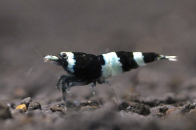 画像2: ブラックシャドーシュリンプ（1匹／15mm前後）エビ　蝦　アクアリウム　水草　熱帯魚　shrimp aquarium water plants