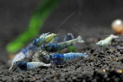 画像1: ターコイズシャドーシュリンプ（5匹／15mm前後）死着補償サービス＋１匹 エビ　蝦　アクアリウム　水草　熱帯魚　shrimp aquarium water plants