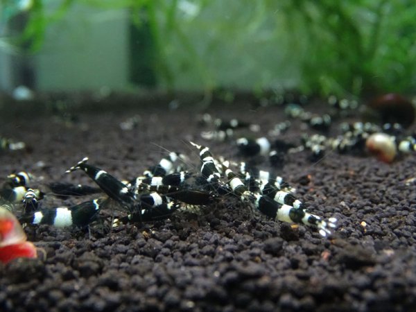 画像1: ブラックシャドーシュリンプ（1匹／15mm前後）エビ　蝦　アクアリウム　水草　熱帯魚　shrimp aquarium water plants (1)