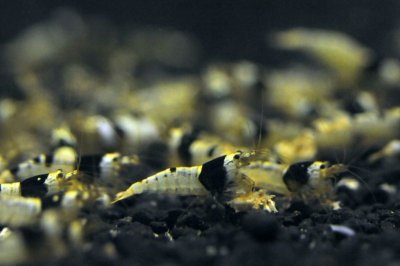 画像1: 黒ビー　ミドルグレード　日の丸・モスラMIX　（１０匹／約１４mm)　エビ　蝦　アクアリウム　水草　熱帯魚　shrimp aquarium water plants