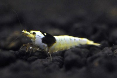 画像1: 黒ビー　ミドルグレード　（５匹／約１４mm)＋死着保証１匹　エビ　蝦　アクアリウム　水草　熱帯魚　shrimp aquarium water plants