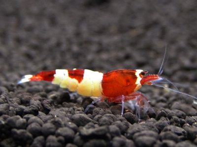 画像1: 【今週のおすすめ】レッドシャドー　日の丸