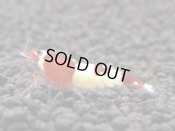 画像1: 【今週のおすすめ】レッドシャドー　日の丸 (1)