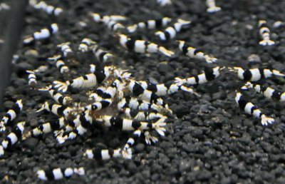 画像1: 黒ビーシュリンプ　ハイグレード（１０匹/１４mm前後）　エビ　蝦　アクアリウム　水草　熱帯魚　shrimp aquarium water plants