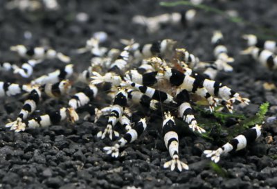 画像2: 黒ビーシュリンプ　ハイグレード（１０匹/１４mm前後）　エビ　蝦　アクアリウム　水草　熱帯魚　shrimp aquarium water plants