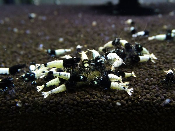 画像1: ブラックピント　１匹（１匹／１．５mm） (1)