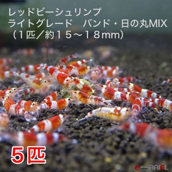 画像1: レッドビーシュリンプ　ライトグレード　バンド・日の丸MIX（5匹／13〜18mm前後）死着補償サービス＋1匹　エビ　蝦　アクアリウム　水草　熱帯魚　shrimp aquarium water plants (1)