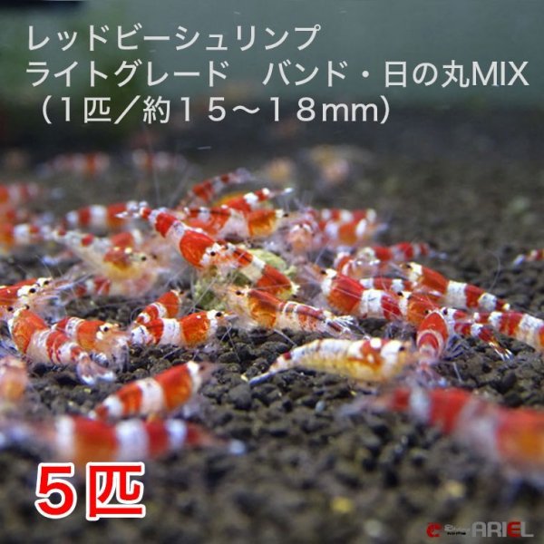 画像1: レッドビーシュリンプ　ライトグレード　バンド・日の丸MIX（5匹／13〜18mm前後）死着補償サービス＋1匹 (1)