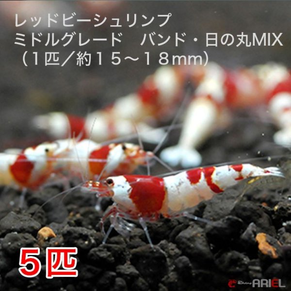 画像1: レッドビーシュリンプ　ミドルグレード　バンド・日の丸MIX（5匹／15〜18mm前後）死着補償サービス＋1匹　エビ　蝦　アクアリウム　水草　熱帯魚　shrimp aquarium water plants (1)