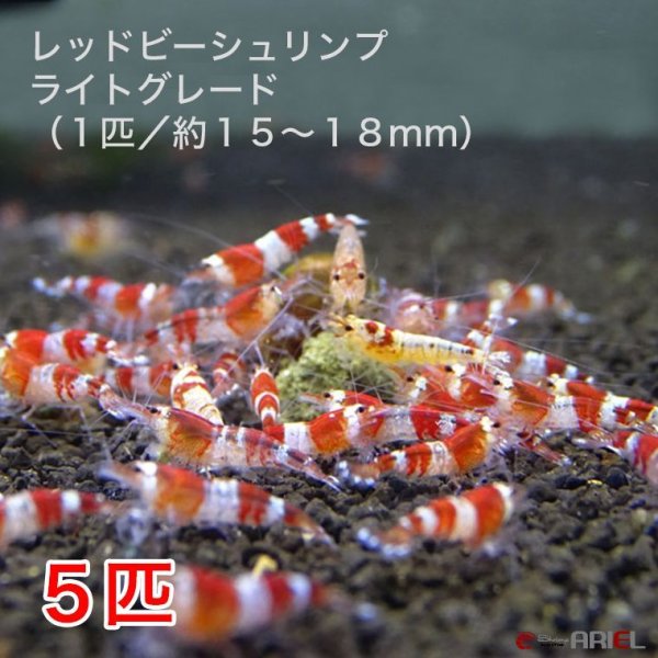 画像1: レッドビーシュリンプ　ライトグレード（5匹／13〜18mm前後）死着補償サービス＋１匹　エビ　蝦　アクアリウム　水草　熱帯魚　shrimp aquarium water plants (1)