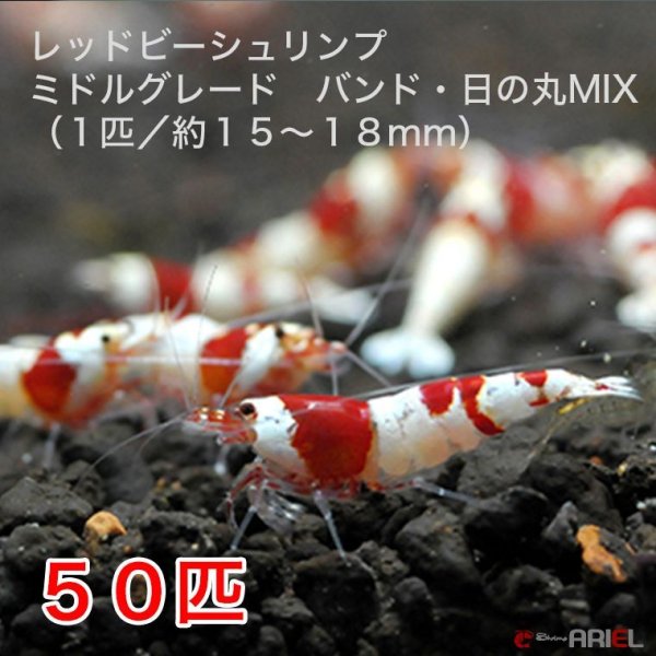 画像1: レッドビーシュリンプ　ミドルグレード　バンド・日の丸MIX（50匹／15〜18mm前後）死着補償サービス＋5匹　エビ　蝦　アクアリウム　水草　熱帯魚　shrimp aquarium water plants (1)