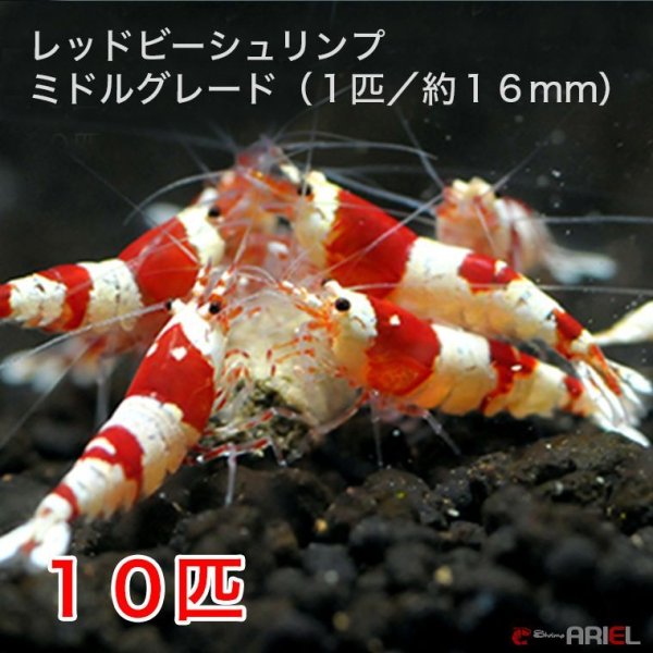 画像1: レッドビーシュリンプ　ミドルグレード（10匹／16mm前後）死着補償サービス＋２匹　エビ　蝦　アクアリウム　水草　熱帯魚　shrimp aquarium water plants (1)