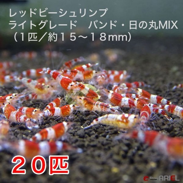 画像1: レッドビーシュリンプ　ライトグレード　バンド・日の丸MIX（20匹／13〜18mm前後）死着補償サービス＋２匹 (1)