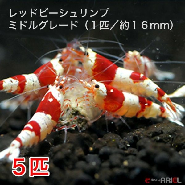 画像1: レッドビーシュリンプ　ミドルグレード（5匹／16mm前後）死着補償サービス＋1匹　エビ　蝦　アクアリウム　水草　熱帯魚　shrimp aquarium water plants (1)