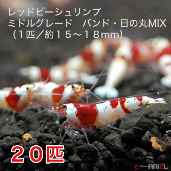 画像1: レッドビーシュリンプ　ミドルグレード　バンド・日の丸MIX（20匹／15〜18mm前後）死着補償サービス＋2匹　エビ　蝦　アクアリウム　水草　熱帯魚　shrimp aquarium water plants (1)