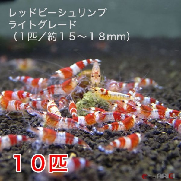 画像1: レッドビーシュリンプ　ライトグレード（10匹／13〜18mm前後）死着補償サービス＋２匹　エビ　蝦　アクアリウム　水草　熱帯魚　shrimp aquarium water plants (1)