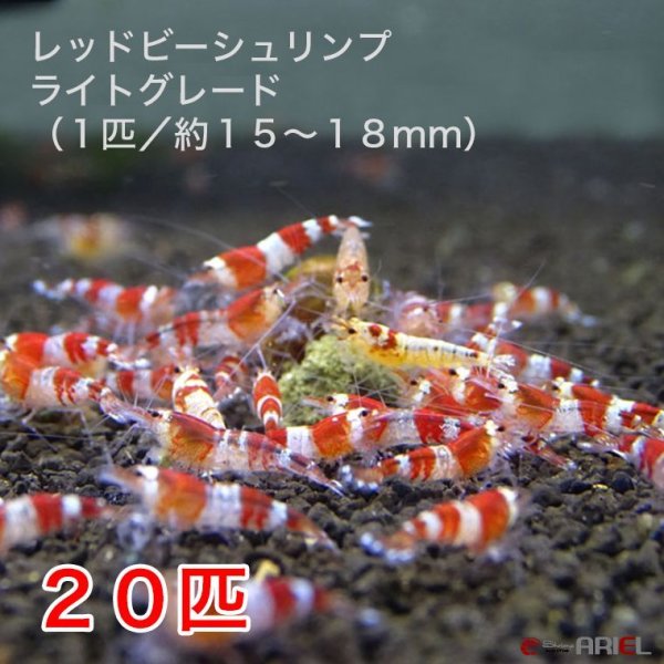 画像1: レッドビーシュリンプ　ライトグレード（20匹／13〜18mm前後）死着補償サービス＋２匹　エビ　蝦　アクアリウム　水草　熱帯魚　shrimp aquarium water plants (1)
