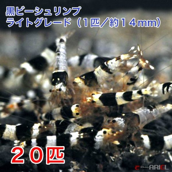 画像1: 黒ビー　ライトグレード　（２０匹／約１４mm)＋死着保証2匹　エビ　蝦　アクアリウム　水草　熱帯魚　shrimp aquarium water plants (1)