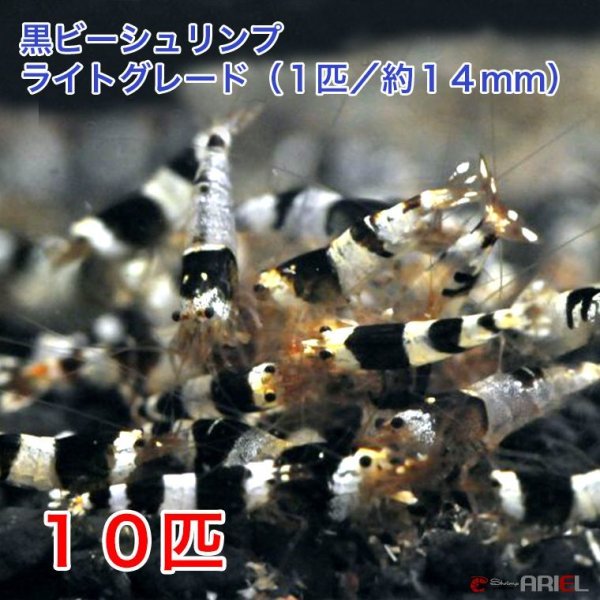 画像1: 黒ビー　ライトグレード　（１０匹／約１４mm)＋死着保証2匹　エビ　蝦　アクアリウム　水草　熱帯魚　shrimp aquarium water plants (1)