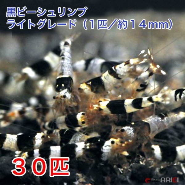 画像1: 黒ビー　ライトグレード　（３０匹／約１４mm)＋死着保証３匹　エビ　蝦　アクアリウム　水草　熱帯魚　shrimp aquarium water plants (1)