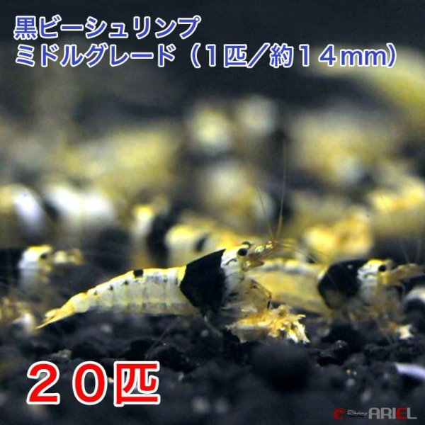 画像1: 黒ビー　ミドルグレード　（２０匹／約１４mm)＋死着保証２匹　エビ　蝦　アクアリウム　水草　熱帯魚　shrimp aquarium water plants (1)