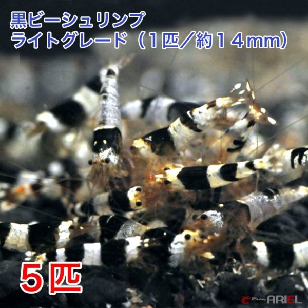 画像1: 黒ビー　ライトグレード　（５匹／約１４mm)＋死着保証１匹　エビ　蝦　アクアリウム　水草　熱帯魚　shrimp aquarium water plants (1)