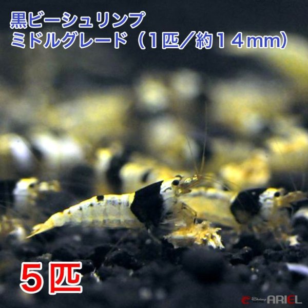 画像1: 黒ビー　ミドルグレード　（５匹／約１４mm)＋死着保証１匹　エビ　蝦　アクアリウム　水草　熱帯魚　shrimp aquarium water plants (1)