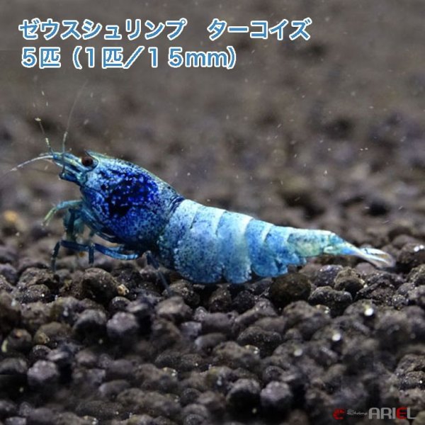 画像1: ゼウスシュリンプ　ターコイズ 　５匹（１匹／約１．５cm） (1)