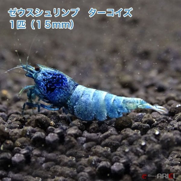 画像1: ゼウスシュリンプ　ターコイズ 　１匹（１匹／約１．５cm） (1)