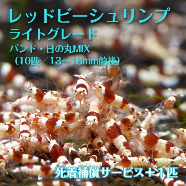 画像1: 【サマーセール】レッドビーシュリンプ　ライトグレード　バンド・日の丸MIX（10匹／13〜18mm前後）死着補償サービス＋1匹 (1)