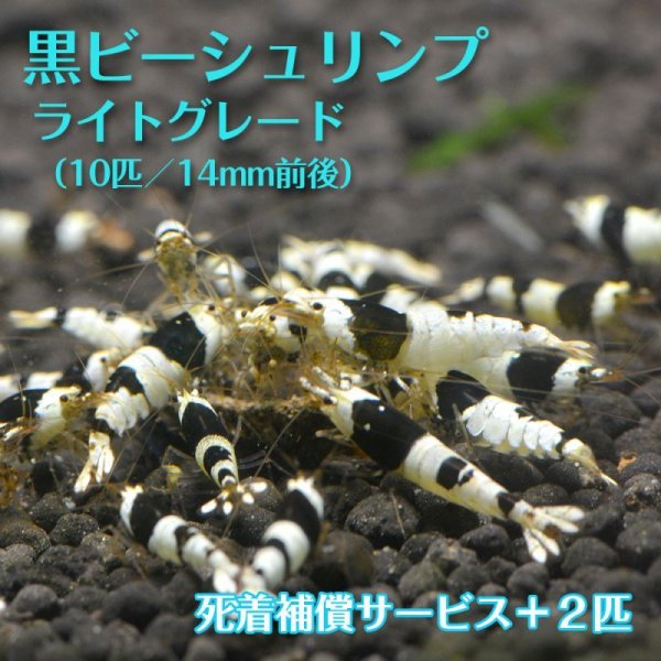 画像1: 【サマーセール】黒ビー　ライトグレード　（10匹／約14mm） (1)