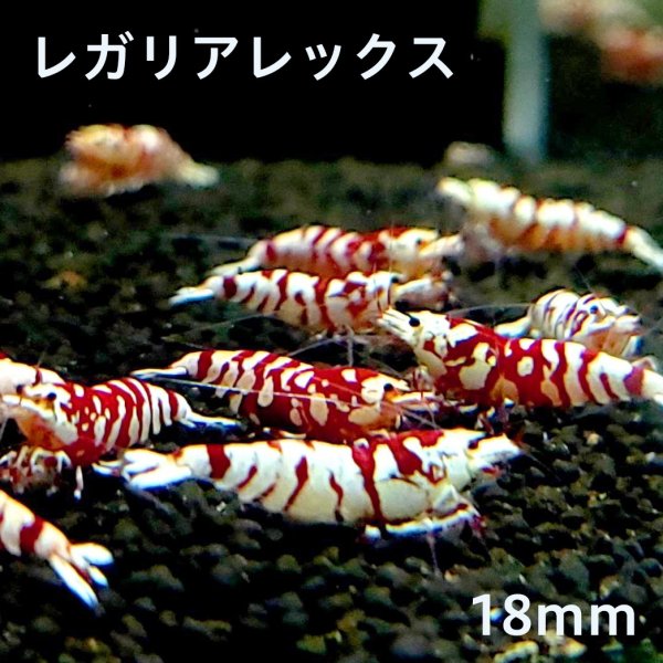 画像1: レガリア レックス　３匹　(18mm）　シュリンプ　shrimp エビ　アクアリウム　aquarium　 (1)