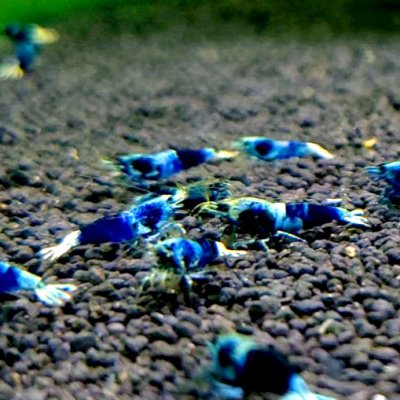 画像1: サムライブルー　１匹　約１.８cm　シュリンプ　エビ　蝦　台湾　アクアリウム　水槽　水草