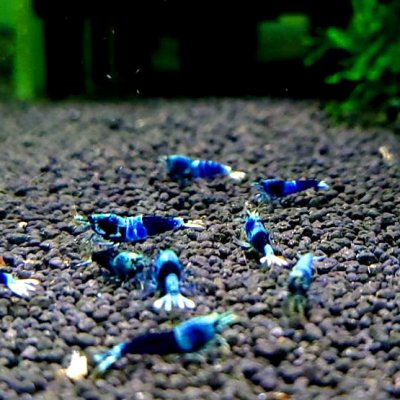 画像2: サムライブルー　１匹　約１.８cm　シュリンプ　エビ　蝦　台湾　アクアリウム　水槽　水草
