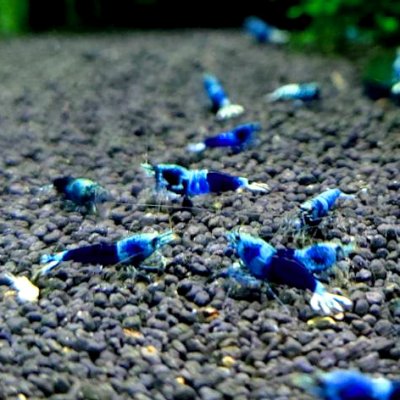 画像3: サムライブルー　３匹　約１.８cm　シュリンプ　エビ　蝦　台湾　アクアリウム　水槽　水草
