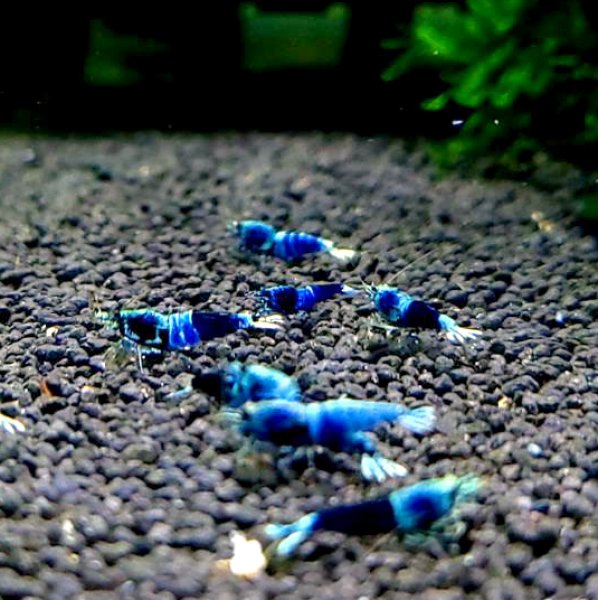 画像1: サムライブルー　３匹　約１.８cm　シュリンプ　エビ　蝦　台湾　アクアリウム　水槽　水草 (1)
