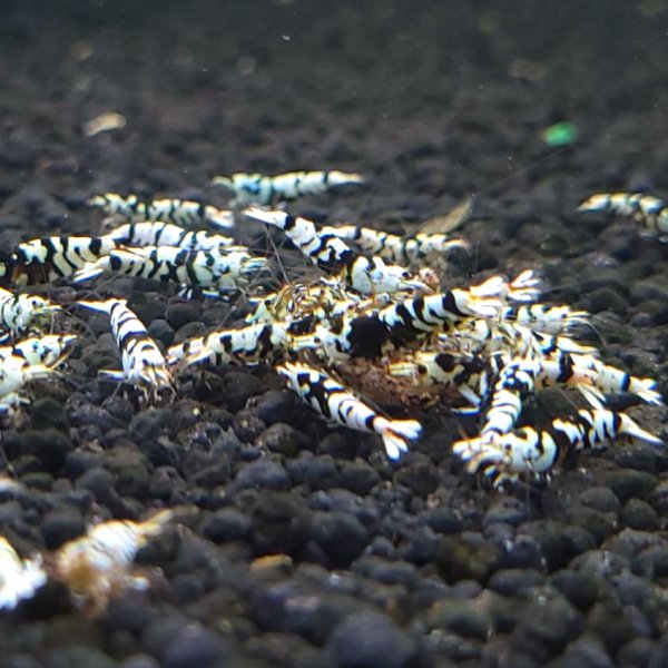 画像4: レガリアブラック　ローグレード ５匹　(13〜15mm前後）　シュリンプ　shrimp エビ　アクアリウム　aquarium (4)