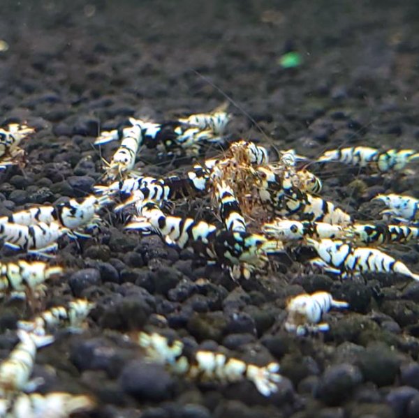 画像2: レガリアブラック　ローグレード ５匹　(13〜15mm前後）　シュリンプ　shrimp エビ　アクアリウム　aquarium (2)